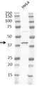 Anti p38 MAPK Antibody, clone RM245 thumbnail image 3