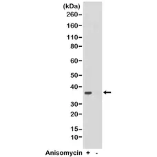 Anti p38 MAPK (pThr180/pTyr182) Antibody, clone RM243 gallery image 1