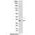 Anti p38 MAPK (pThr180/pTyr182) Antibody, clone RM243 thumbnail image 1