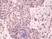 Anti p38 MAPK (pThr180/pTyr182) Antibody, clone RM243 thumbnail image 2