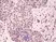 Anti p38 MAPK (pThr180/pTyr182) Antibody, clone RM243 thumbnail image 2