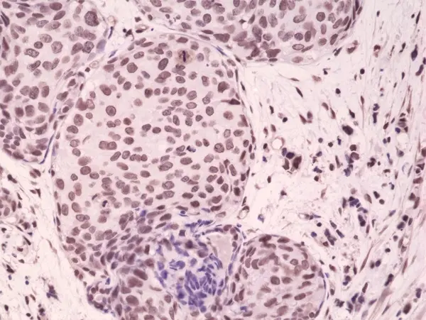 Anti p38 MAPK (pThr180/pTyr182) Antibody, clone RM243 gallery image 2