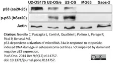 Anti p53 (aa20-25) Antibody, clone DO-1 (Monoclonal Antibody Antibody) gallery image 1