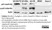 Anti p53 (aa20-25) Antibody, clone DO-1 (Monoclonal Antibody Antibody) thumbnail image 1