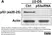 Anti p53 (aa20-25) Antibody, clone DO-1 (Monoclonal Antibody Antibody) thumbnail image 2