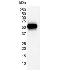 Anti p53 (aa20-25) Antibody, clone DO-1 (Monoclonal Antibody Antibody) gallery image 3