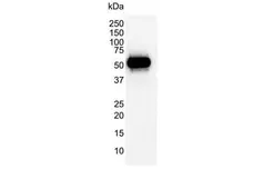 Anti p53 (aa20-25) Antibody, clone DO-1 (Monoclonal Antibody Antibody) gallery image 3