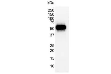 Anti p53 (aa20-25) Antibody, clone DO-1 (Monoclonal Antibody Antibody) gallery image 3