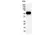 Anti p53 (aa20-25) Antibody, clone DO-1 (Monoclonal Antibody Antibody) thumbnail image 3