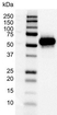 Anti p53 (aa20-25) Antibody, clone DO-1 (Monoclonal Antibody Antibody) thumbnail image 4