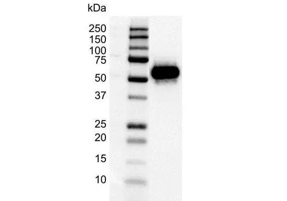 Anti p53 (aa20-25) Antibody, clone DO-1 (Monoclonal Antibody Antibody) gallery image 4