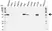 Anti p53 (aa20-25) Antibody, clone DO-1 (Monoclonal Antibody Antibody) thumbnail image 5