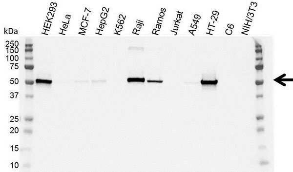 Anti p53 (aa20-25) Antibody, clone DO-1 (Monoclonal Antibody Antibody) gallery image 5