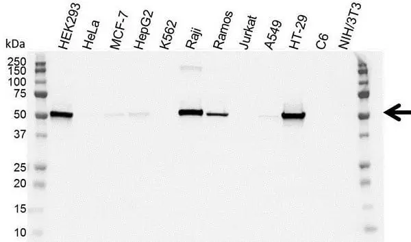 Anti p53 (aa20-25) Antibody, clone DO-1 (Monoclonal Antibody Antibody) gallery image 5
