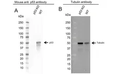 Anti p53 (aa20-25) Antibody, clone DO-1 (Monoclonal Antibody Antibody) gallery image 7