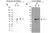 Anti p53 (aa20-25) Antibody, clone DO-1 (Monoclonal Antibody Antibody) thumbnail image 7
