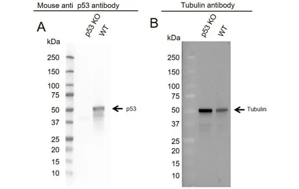 Anti p53 (aa20-25) Antibody, clone DO-1 (Monoclonal Antibody Antibody) gallery image 7