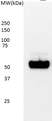 Anti p53 (aa20-25) Antibody, clone DO-7 thumbnail image 1