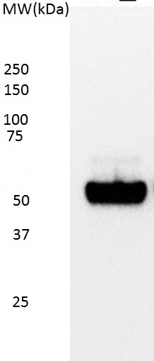 Anti p53 (aa20-25) Antibody, clone DO-7 gallery image 1