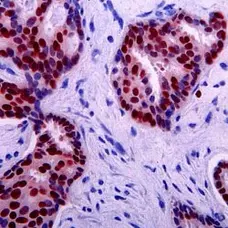 Anti p53 (aa20-25) Antibody, clone DO-7 gallery image 2