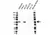 Anti p53 Antibody, clone TP53/1799R (PrecisionAb Monoclonal Antibody) thumbnail image 1