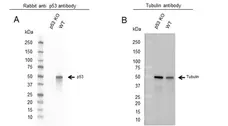 Anti p53 Antibody, clone TP53/1799R (PrecisionAb Monoclonal Antibody) gallery image 2