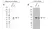 Anti p53 Antibody, clone TP53/1799R (PrecisionAb Monoclonal Antibody) thumbnail image 2