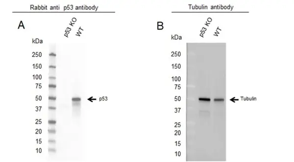 Anti p53 Antibody, clone TP53/1799R (PrecisionAb Monoclonal Antibody) gallery image 2