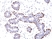 Anti p63 Antibody, clone RM383 thumbnail image 1