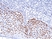 Anti p63 Antibody, clone RM383 thumbnail image 4
