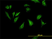 Anti Human p70S6K Antibody, clone 1E12 thumbnail image 2