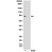Anti P90RSK1 (pThr359/pSer363) Antibody, clone RM233 thumbnail image 1