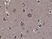 Anti P90RSK1 (pThr359/pSer363) Antibody, clone RM233 thumbnail image 2