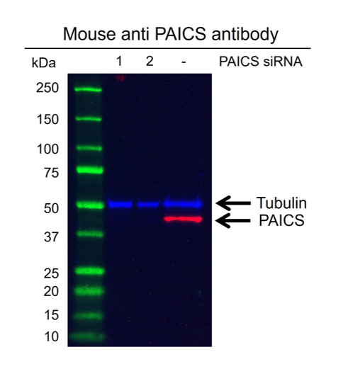 Anti PAICS Antibody, clone OTI5B6 (PrecisionAb Monoclonal Antibody) gallery image 2