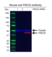 Anti PAICS Antibody, clone OTI5B6 (PrecisionAb Monoclonal Antibody) thumbnail image 2