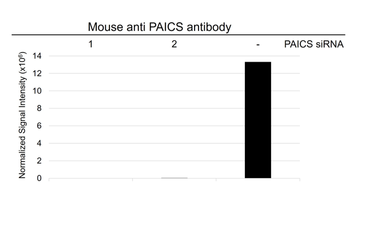 Anti PAICS Antibody, clone OTI5B6 (PrecisionAb Monoclonal Antibody) gallery image 3