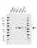 Anti PAK1 Antibody, clone CD04/3E5 (PrecisionAb Monoclonal Antibody) thumbnail image 1