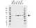 Anti PAK1 Antibody, clone CD04/3E5 (PrecisionAb Monoclonal Antibody) thumbnail image 1