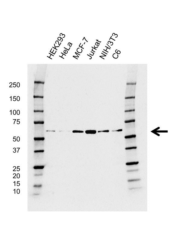 Anti PAK1 Antibody, clone CD04/3E5 (PrecisionAb Monoclonal Antibody) gallery image 1