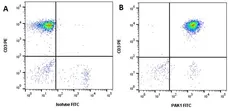Anti PAK1 Antibody, clone CD04/3E5 (PrecisionAb Monoclonal Antibody) gallery image 2
