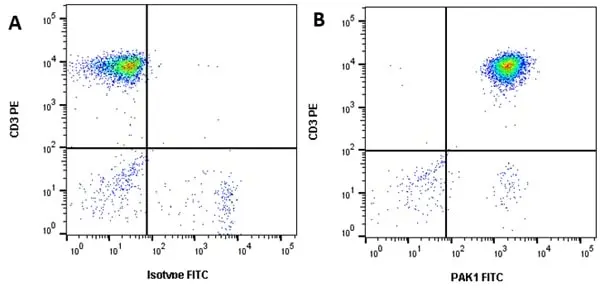 Anti PAK1 Antibody, clone CD04/3E5 (PrecisionAb Monoclonal Antibody) gallery image 2