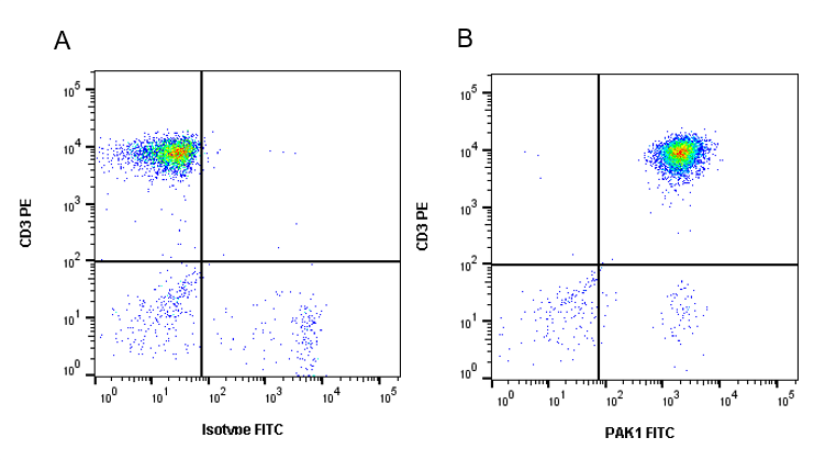 Anti PAK1 Antibody, clone CD04/3E5 (PrecisionAb Monoclonal Antibody) gallery image 2