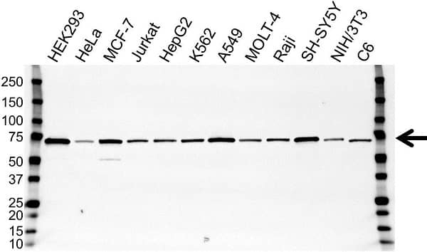 Anti PAK4 Antibody, clone OTI1C7 (PrecisionAb Monoclonal Antibody) gallery image 1