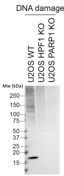 anti PAN-ADP-RIBOSE Antibody, clone AbD33641 gallery image 2