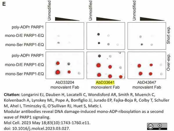 anti PAN-ADP-RIBOSE Antibody, clone AbD33641 - SpyTag Labeled gallery image 2