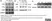 Anti Human Parathyroid Hormone Antibody, clone BGN/1F8 thumbnail image 1