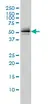 Anti Human Parkin Antibody, clone 1H4 thumbnail image 1