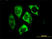Anti Human Parkin Antibody, clone 1H4 thumbnail image 2