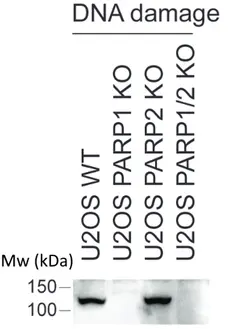 anti PARP1-S499-ADP-RIBOSE Antibody, clone AbD34251 gallery image 1