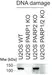 anti PARP1-S499-ADP-RIBOSE Antibody, clone AbD34251 thumbnail image 1